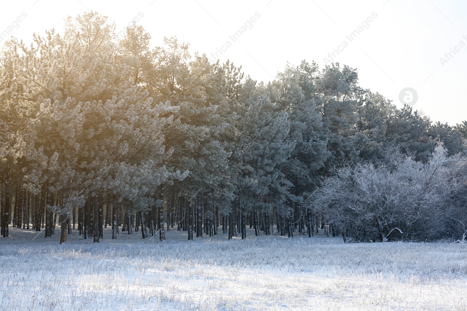 Photo of Beautiful forest covered with snow in winter