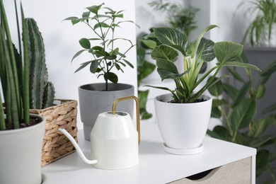 Photo of Green houseplants in pots and watering can on table indoors