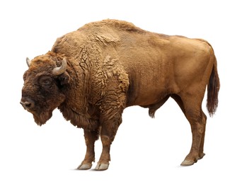 Image of Large bison on white background. Wild animal