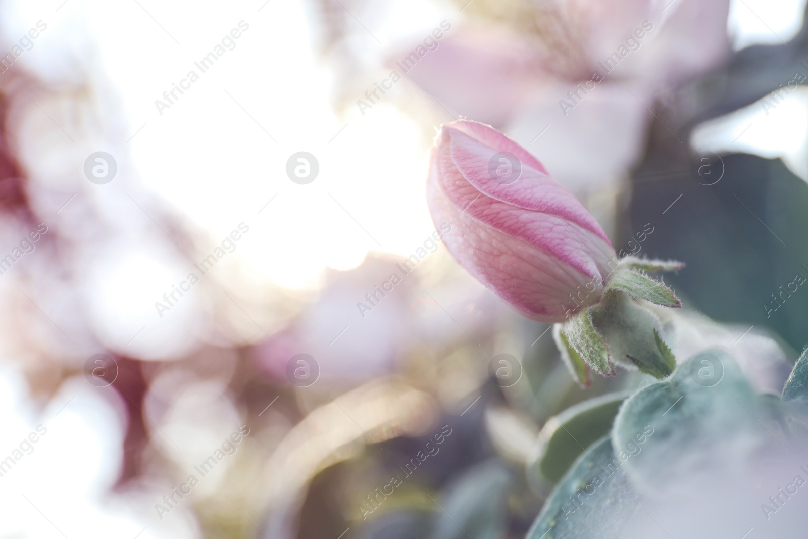 Photo of Closeup view of beautiful blossoming quince tree outdoors on spring day