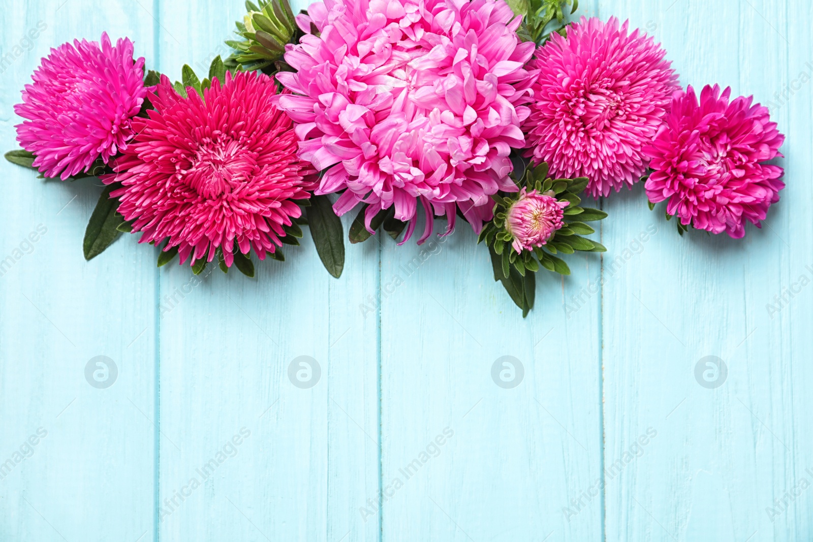 Photo of Beautiful aster flowers and space for text on wooden background, flat lay