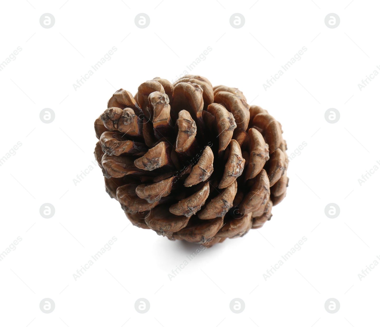 Photo of Beautiful dry pine cone isolated on white