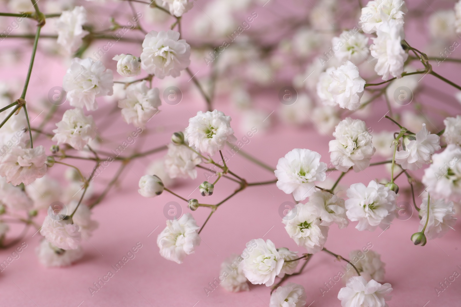 Photo of Beautiful gypsophila flowers on pink background, closeup view