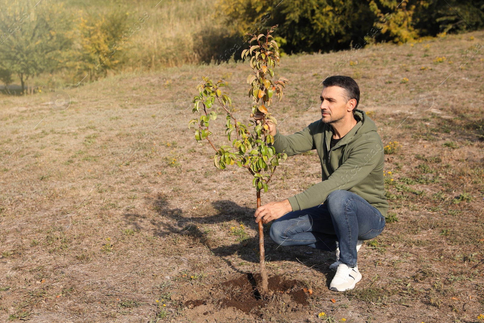 Photo of Mature man planting young tree in park on sunny day, space for text