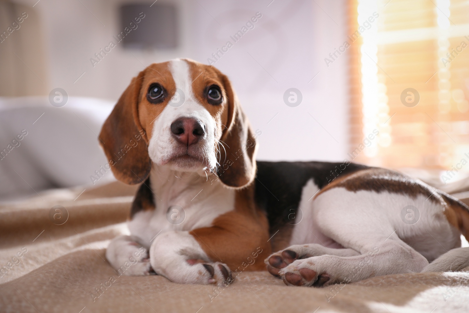 Photo of Cute Beagle puppy on bed at home. Adorable pet