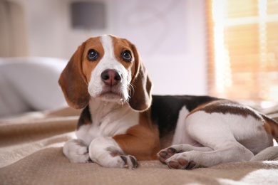 Photo of Cute Beagle puppy on bed at home. Adorable pet