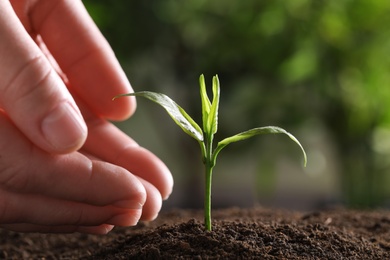 Woman protecting young green seedling in soil against blurred background, closeup