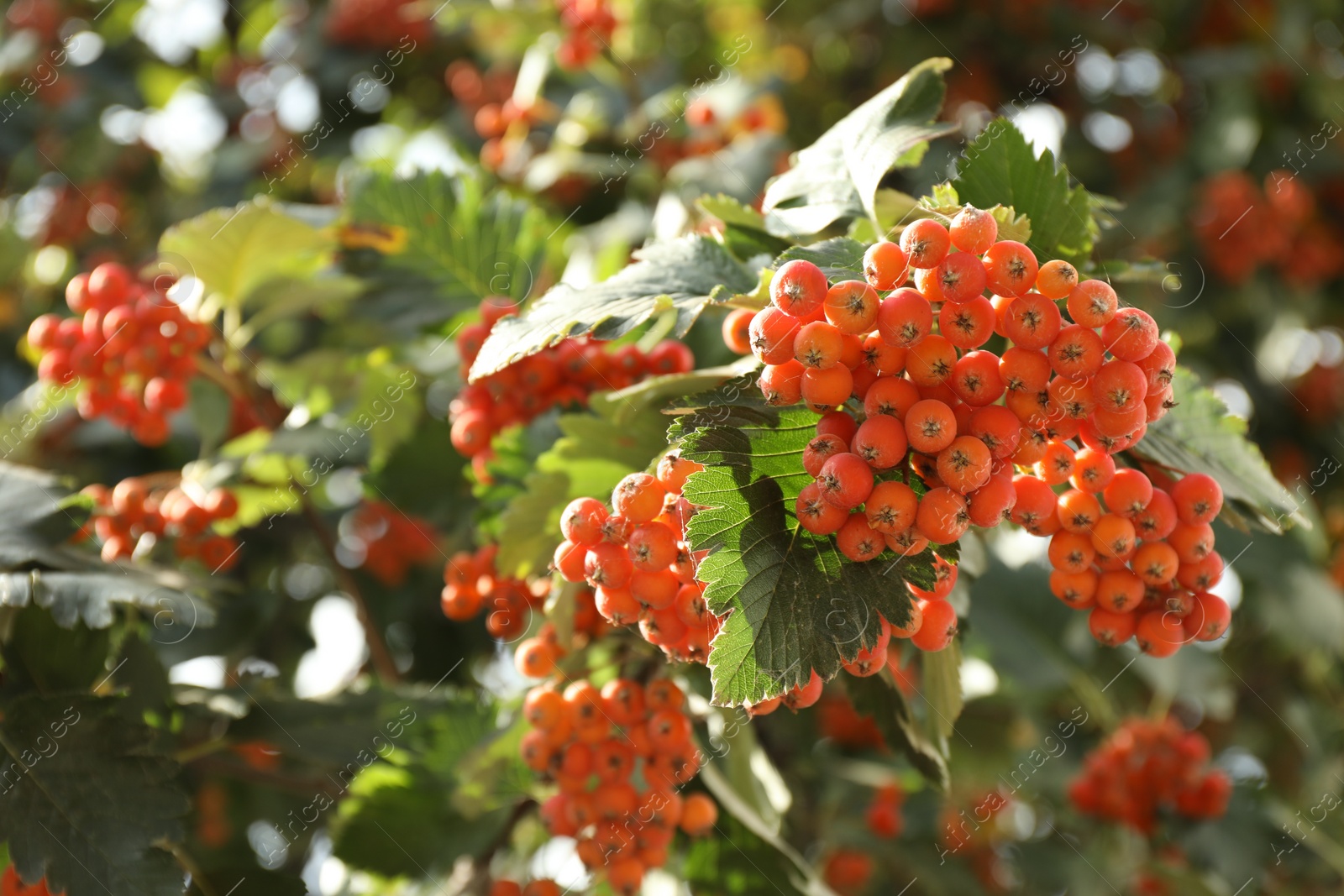 Photo of Rowan tree with many orange berries growing outdoors, closeup