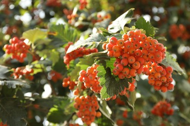 Photo of Rowan tree with many orange berries growing outdoors, closeup