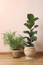 Photo of Beautiful houseplants in pots on floor indoors