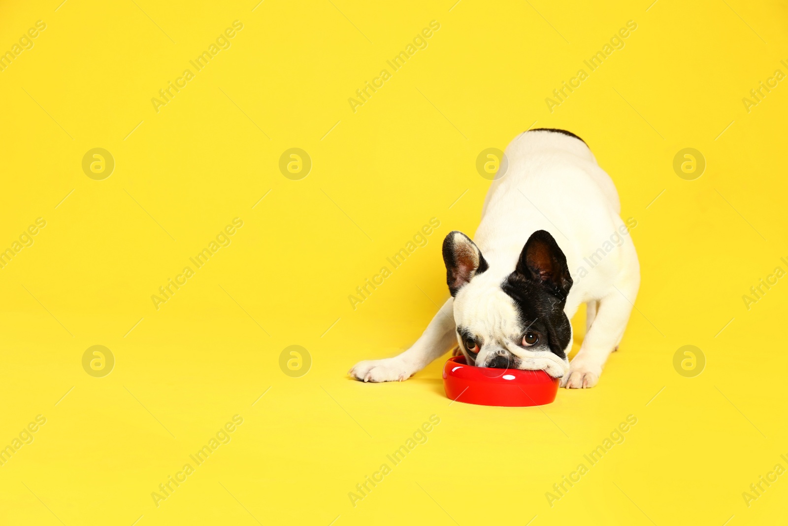 Photo of French bulldog eating food from bowl on yellow background. Space for text