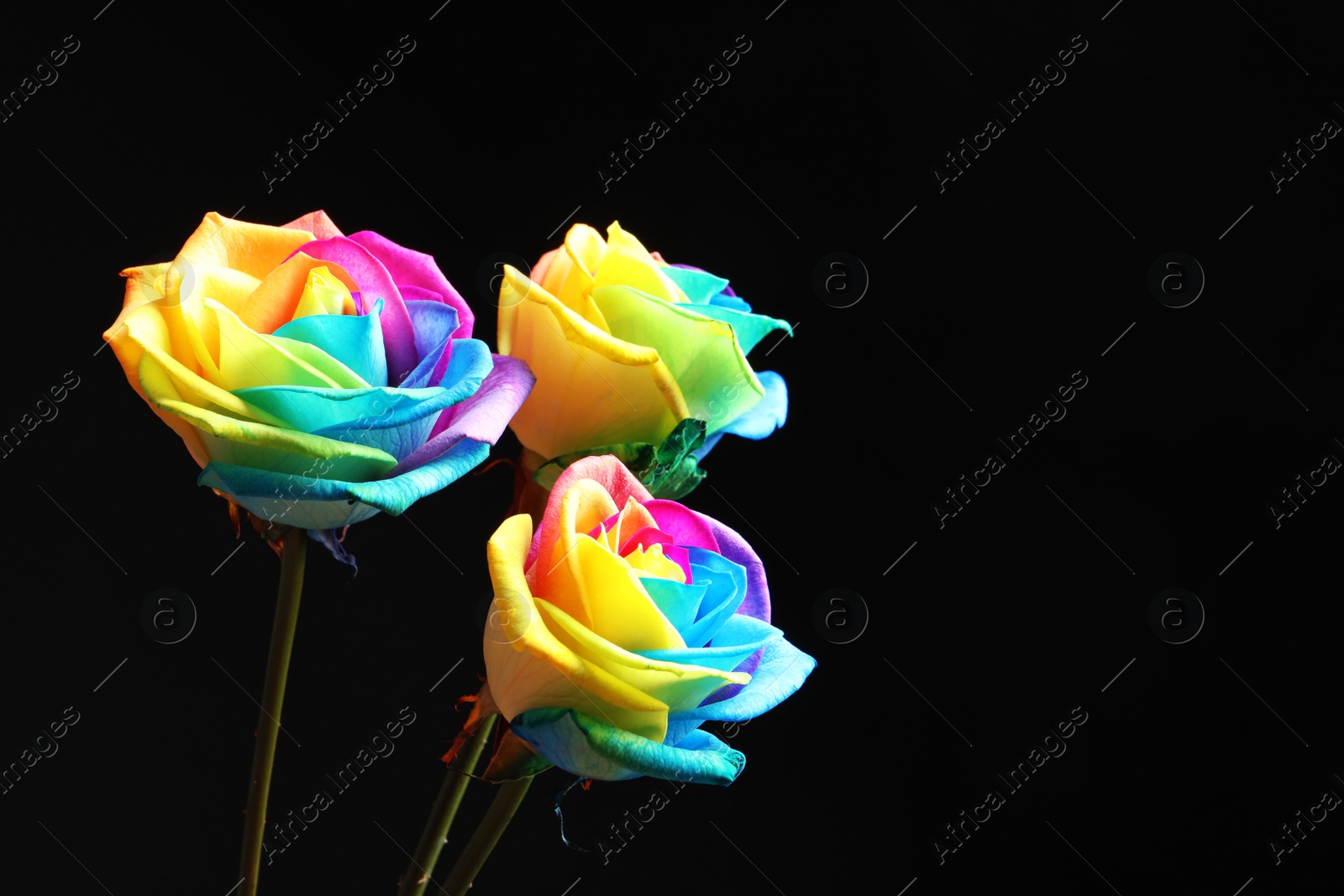 Photo of Amazing rainbow rose flowers on black background