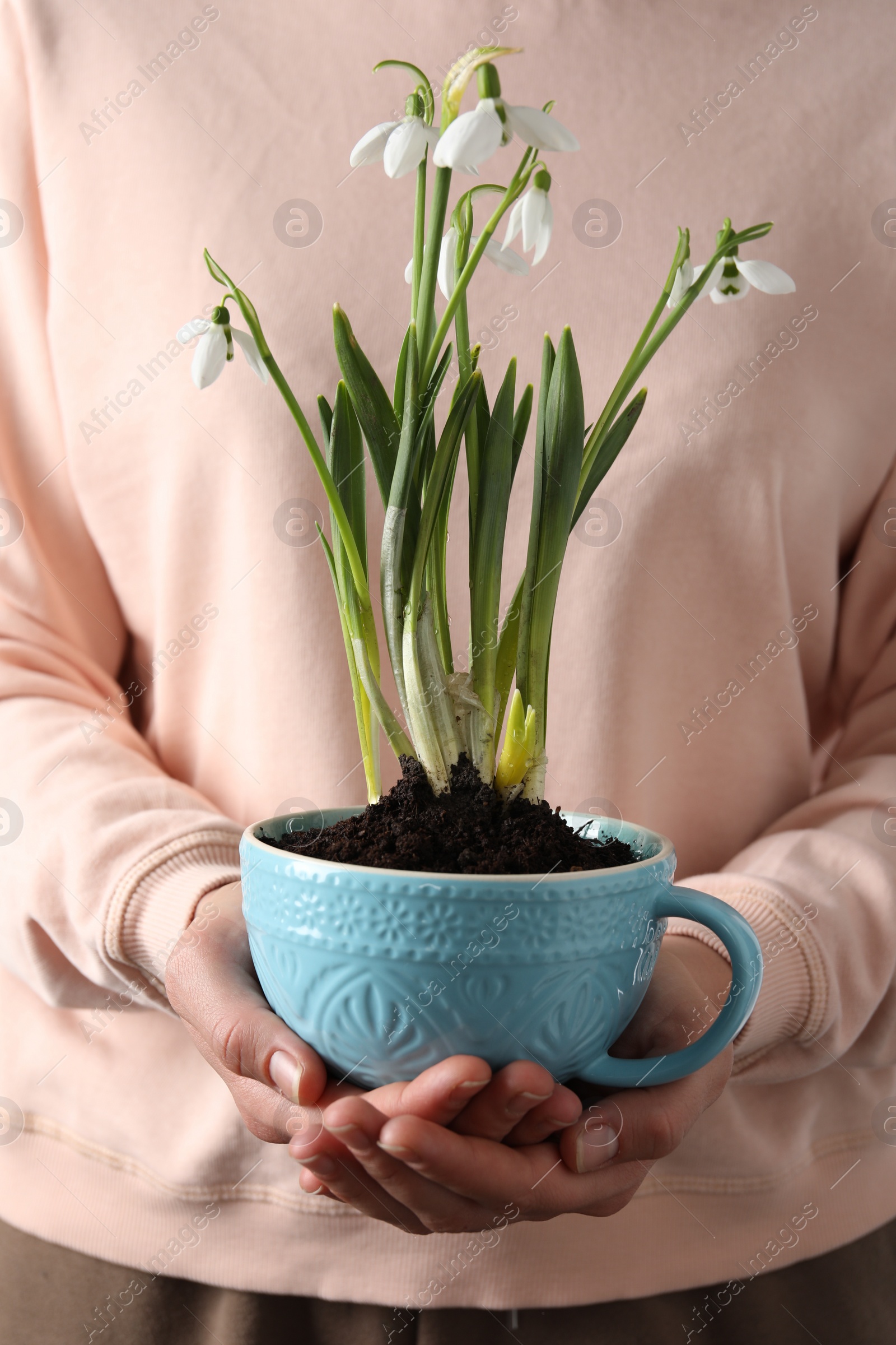 Photo of Woman holding turquoise cup with planted snowdrops, closeup