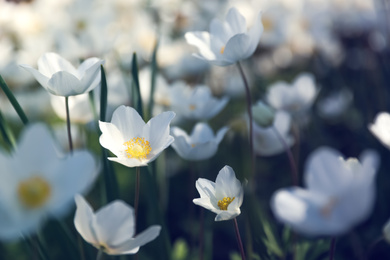 Photo of Beautiful blossoming Japanese anemone flowers outdoors on spring day