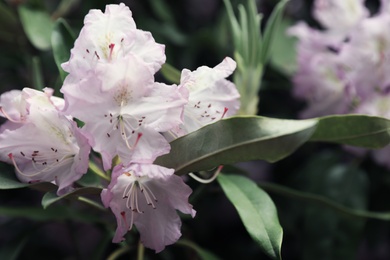 Photo of Beautiful tiny tropical flowers in botanical garden, closeup