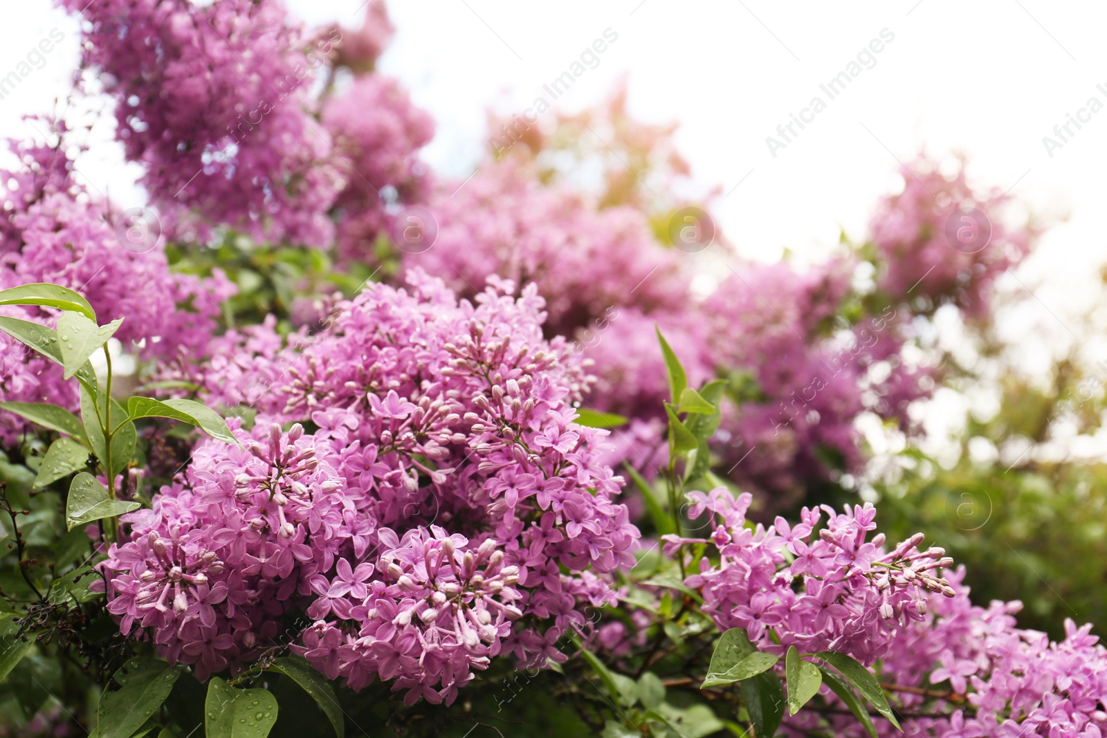 Photo of Beautiful blossoming lilac with water drops outdoors. Space for text