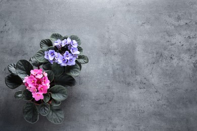 Photo of Beautiful violet flowers on light grey background, flat lay with space for text. Delicate house plants
