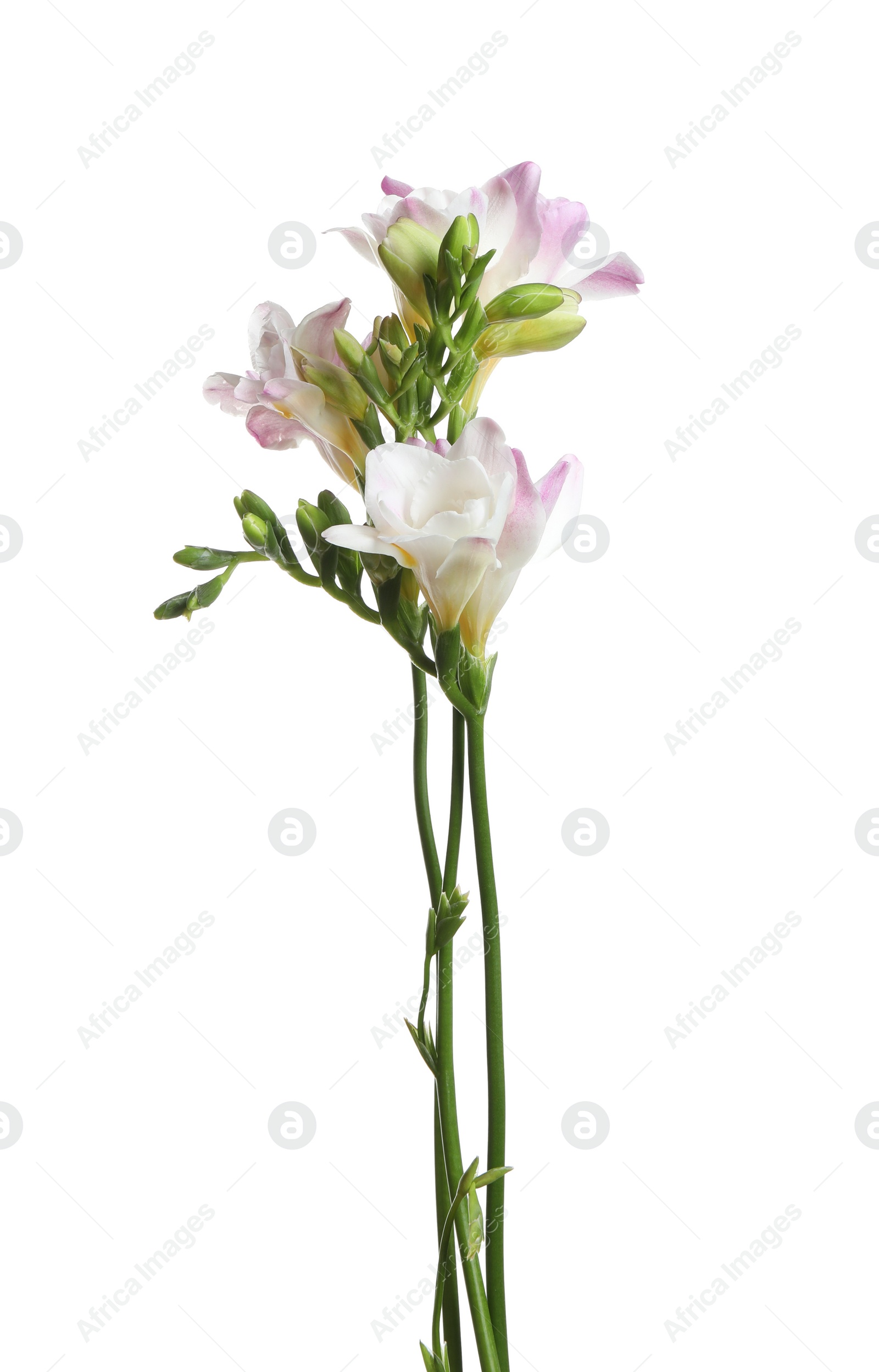 Photo of Beautiful colorful freesia flowers on white background