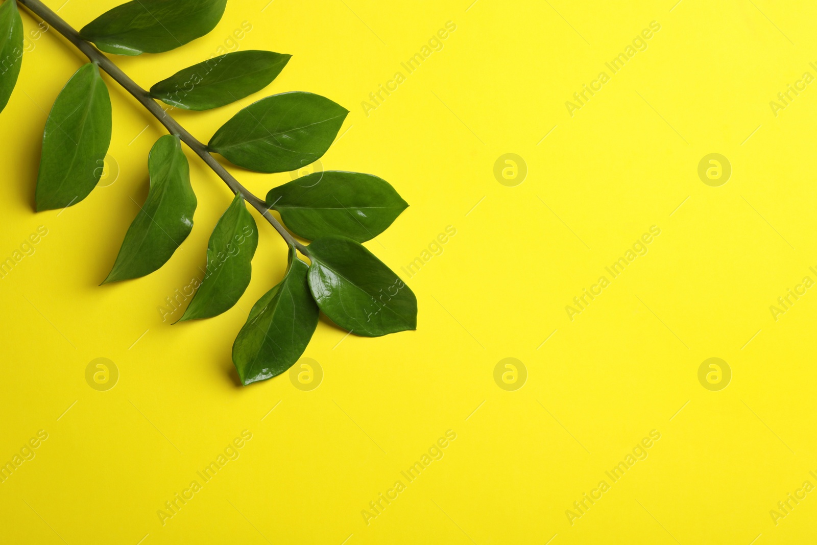 Photo of Branch of tropical zamioculcas plant with leaves on color background, top view. Space for text