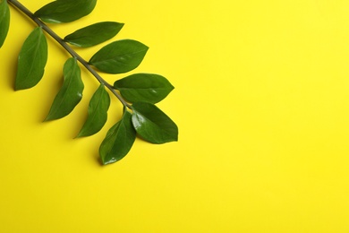 Branch of tropical zamioculcas plant with leaves on color background, top view. Space for text