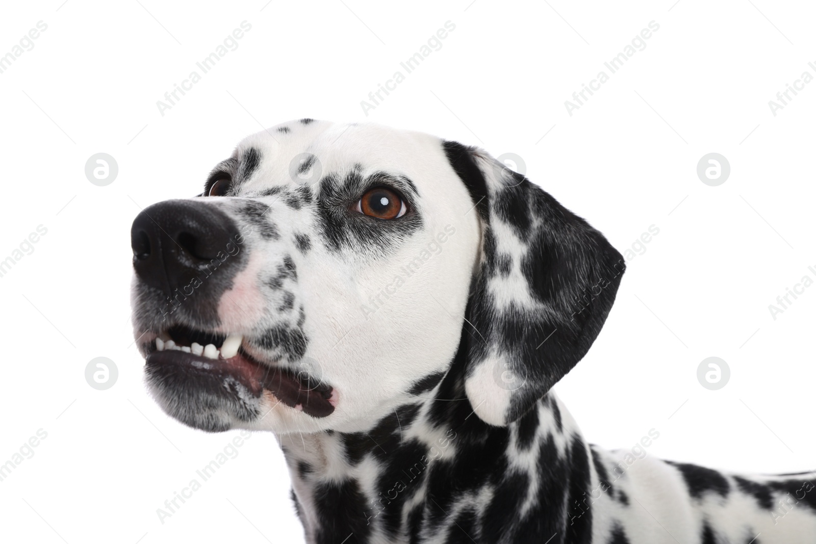 Photo of Adorable Dalmatian dog on white background. Lovely pet