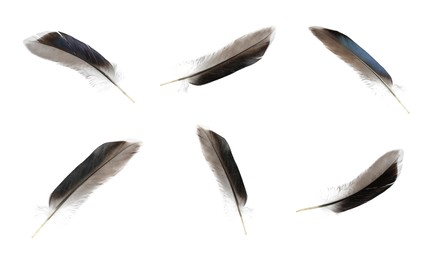 Image of Set with beautiful feathers on white background