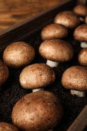 Brown champignons growing on soil in wooden crate. Mushrooms cultivation