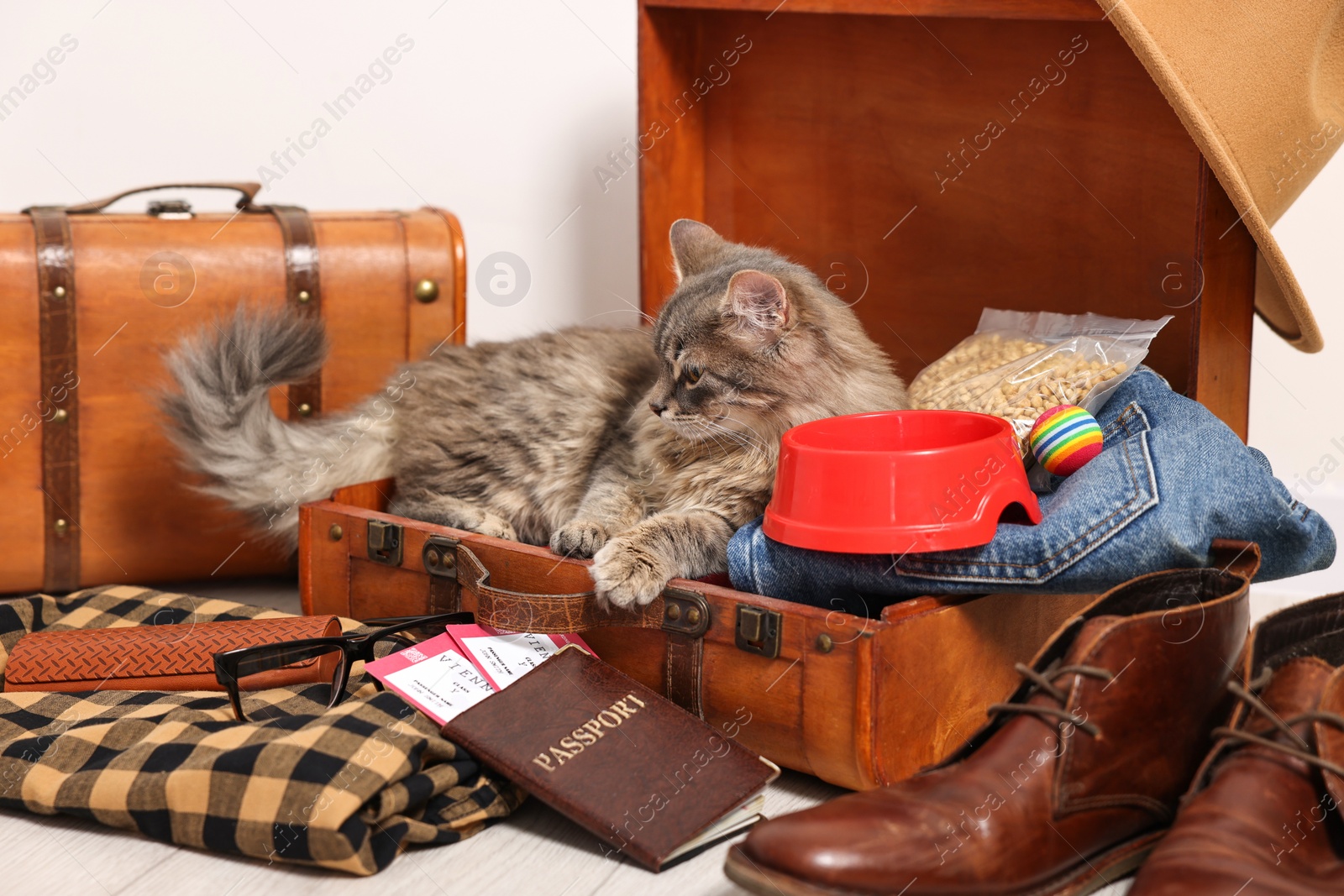 Photo of Travel with pet. Cat, clothes, passport, tickets, dry food and suitcases indoors