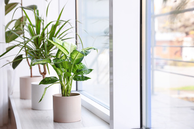 Photo of Different potted plants near window at home