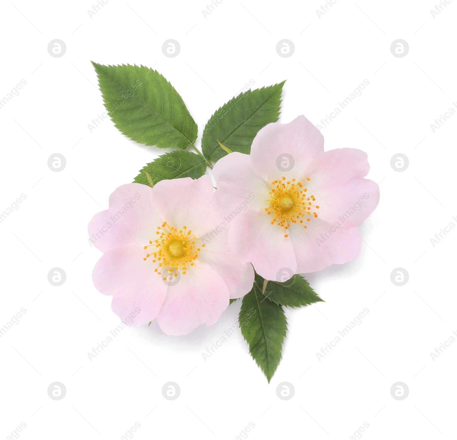 Photo of Beautiful rose hip flowers with leaves on white background, top view