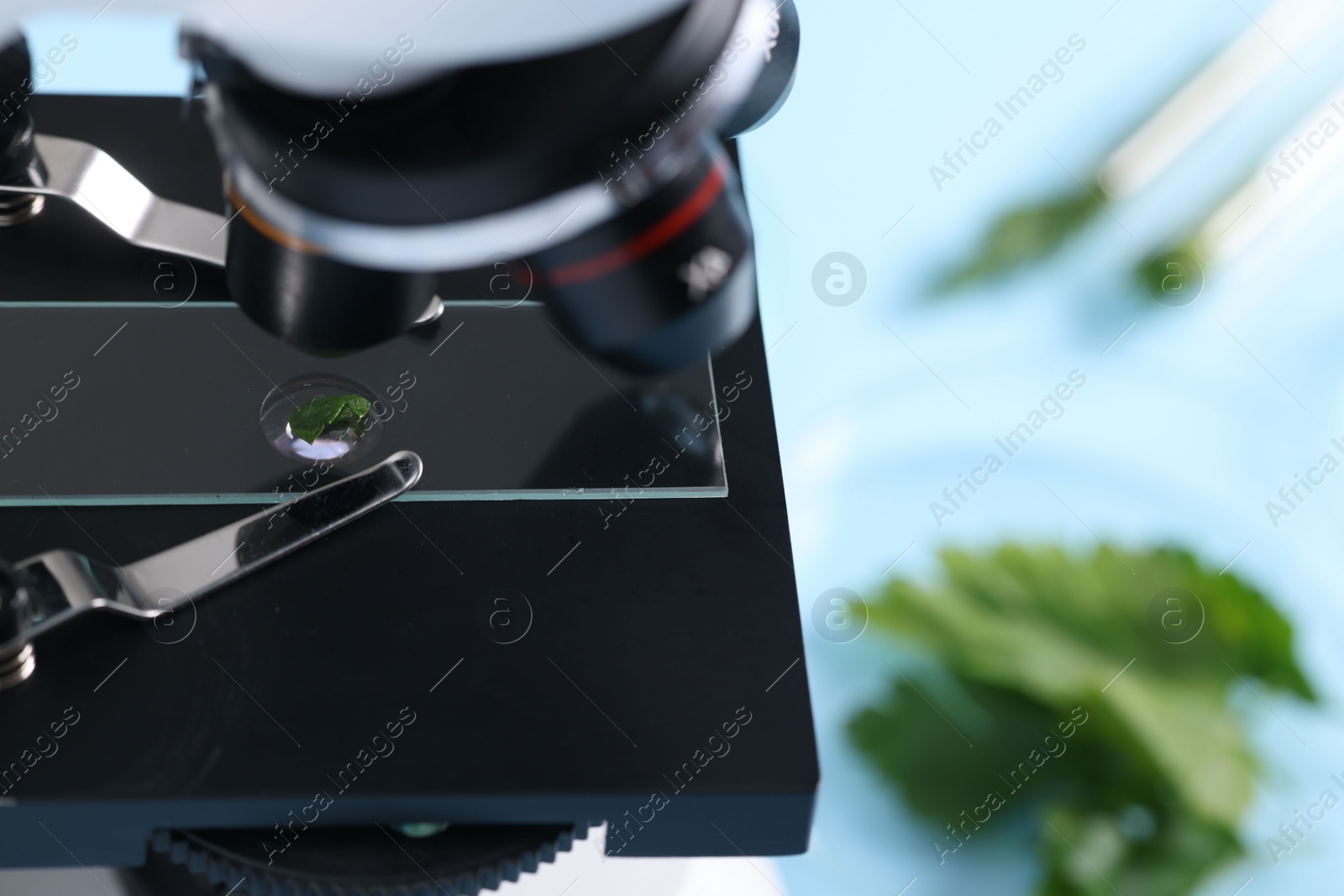 Photo of Food quality control. Glass slide with parsley under microscope on table, closeup