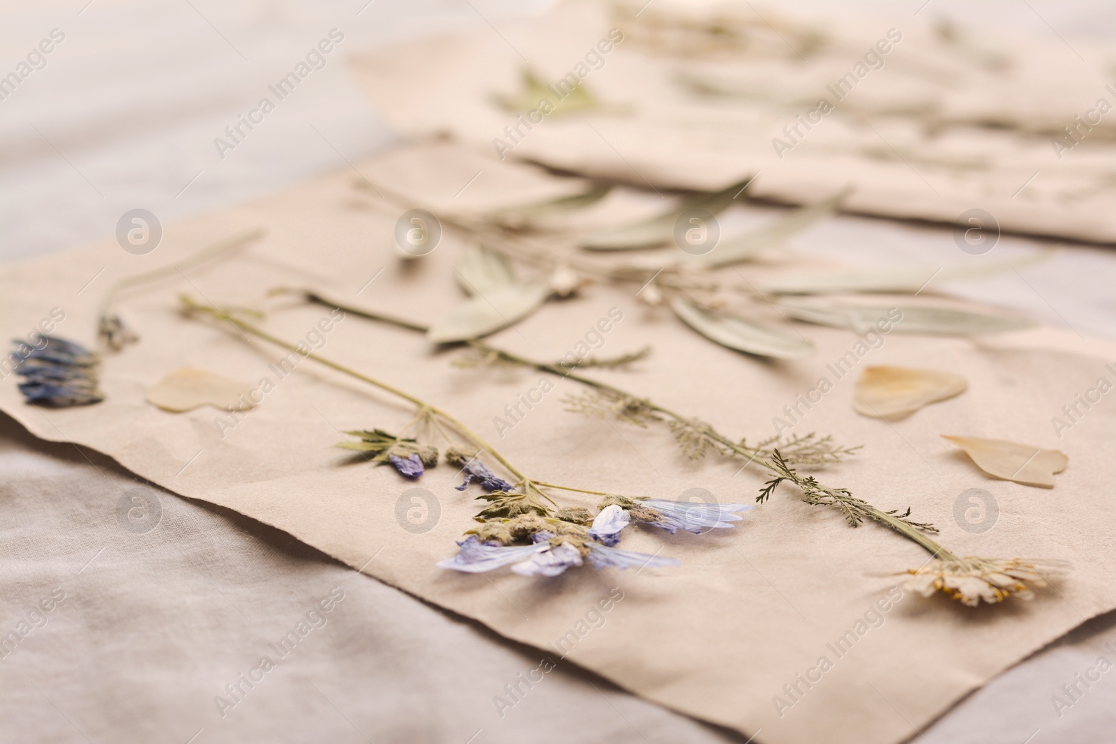 Photo of Sheets of paper with dried flowers and leaves on white fabric, closeup