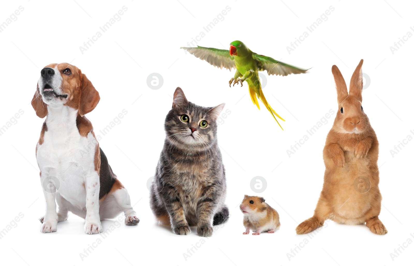 Image of Group of different domestic animals on white background, collage. Banner design