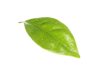 Photo of Fresh green coffee leaf with water drops isolated on white