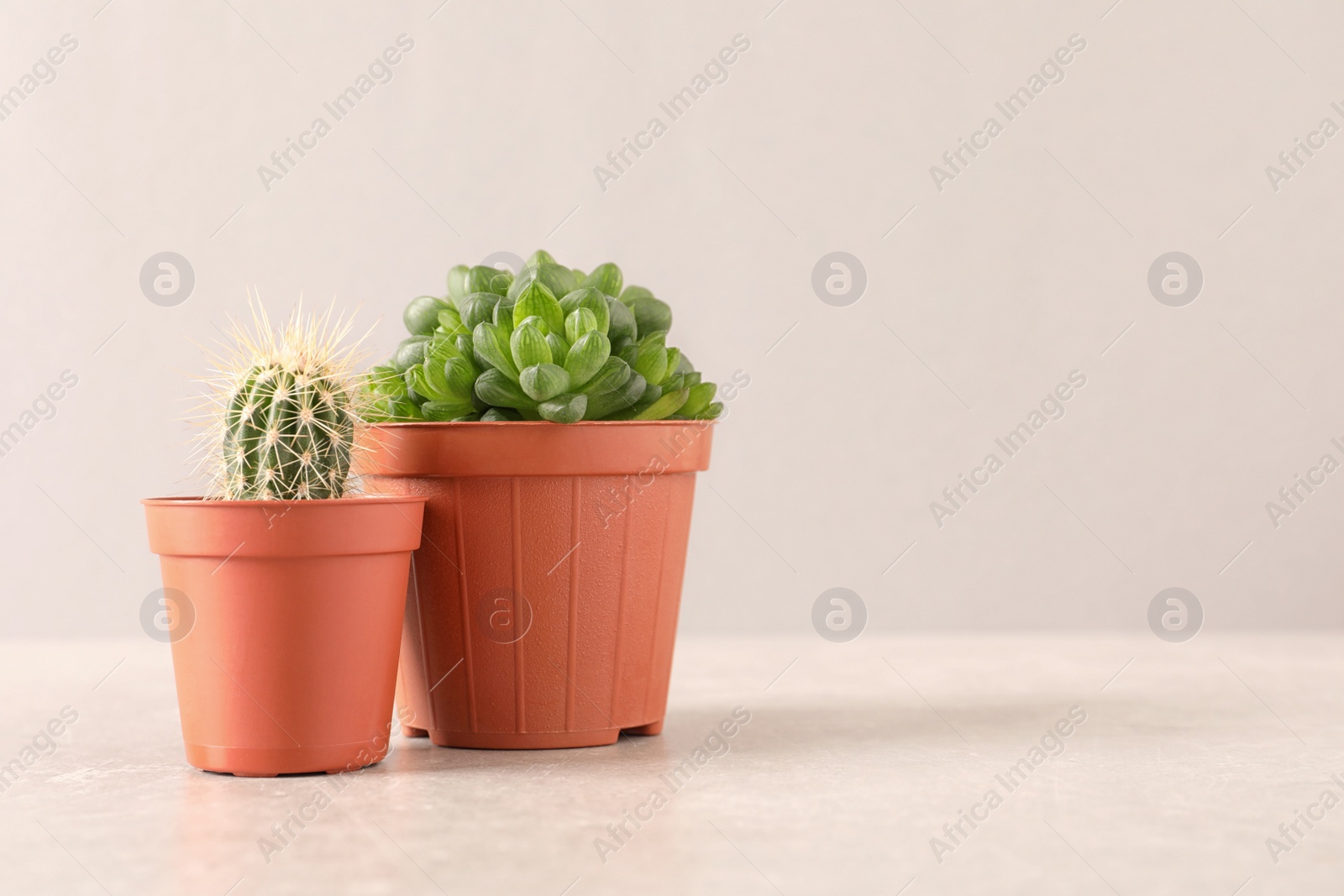 Photo of Beautiful succulent plants in pots on table against light pink background, space for text. Home decor