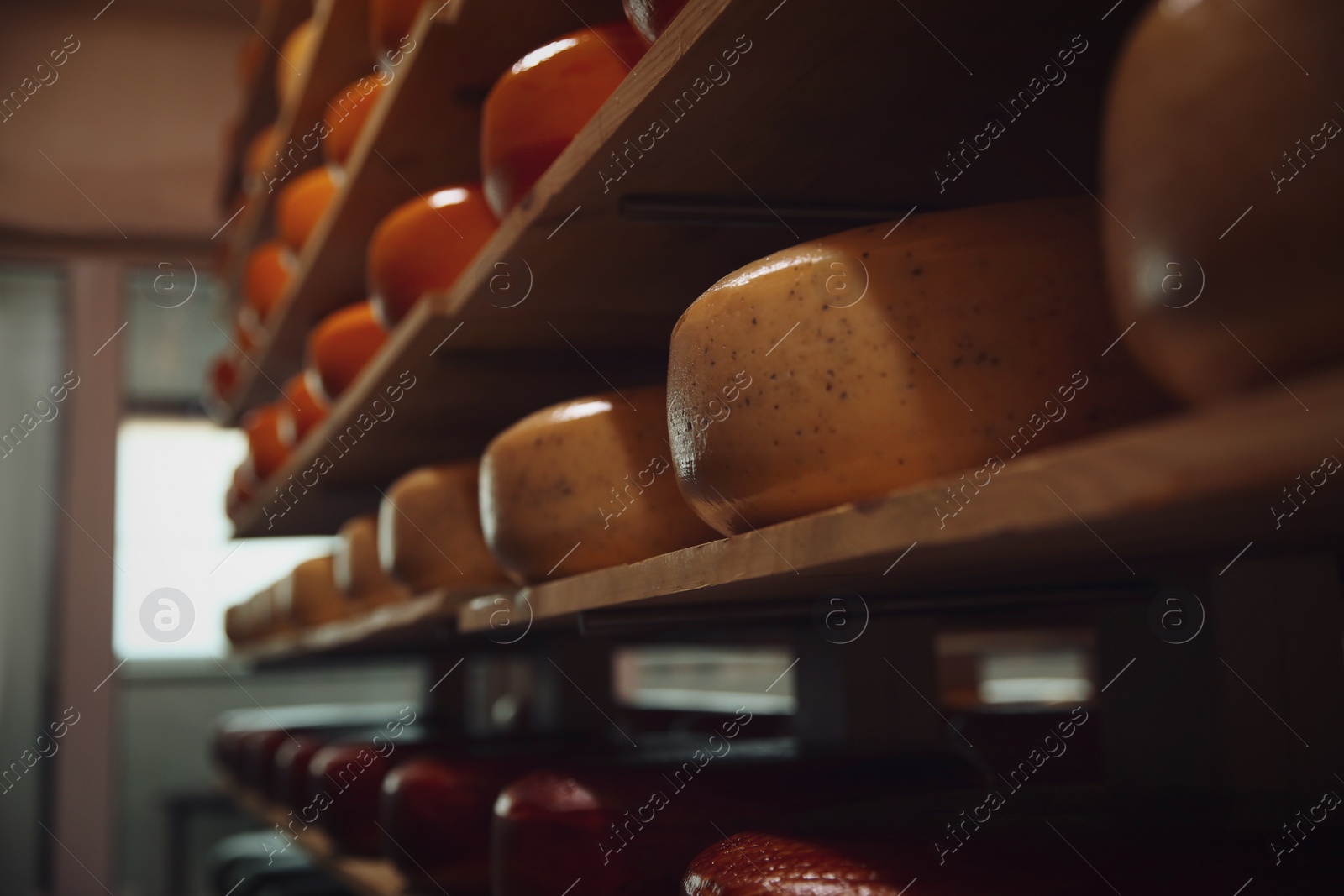 Photo of Fresh cheese heads on rack in factory warehouse