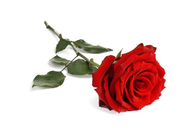 Photo of Beautiful fresh red rose isolated on white