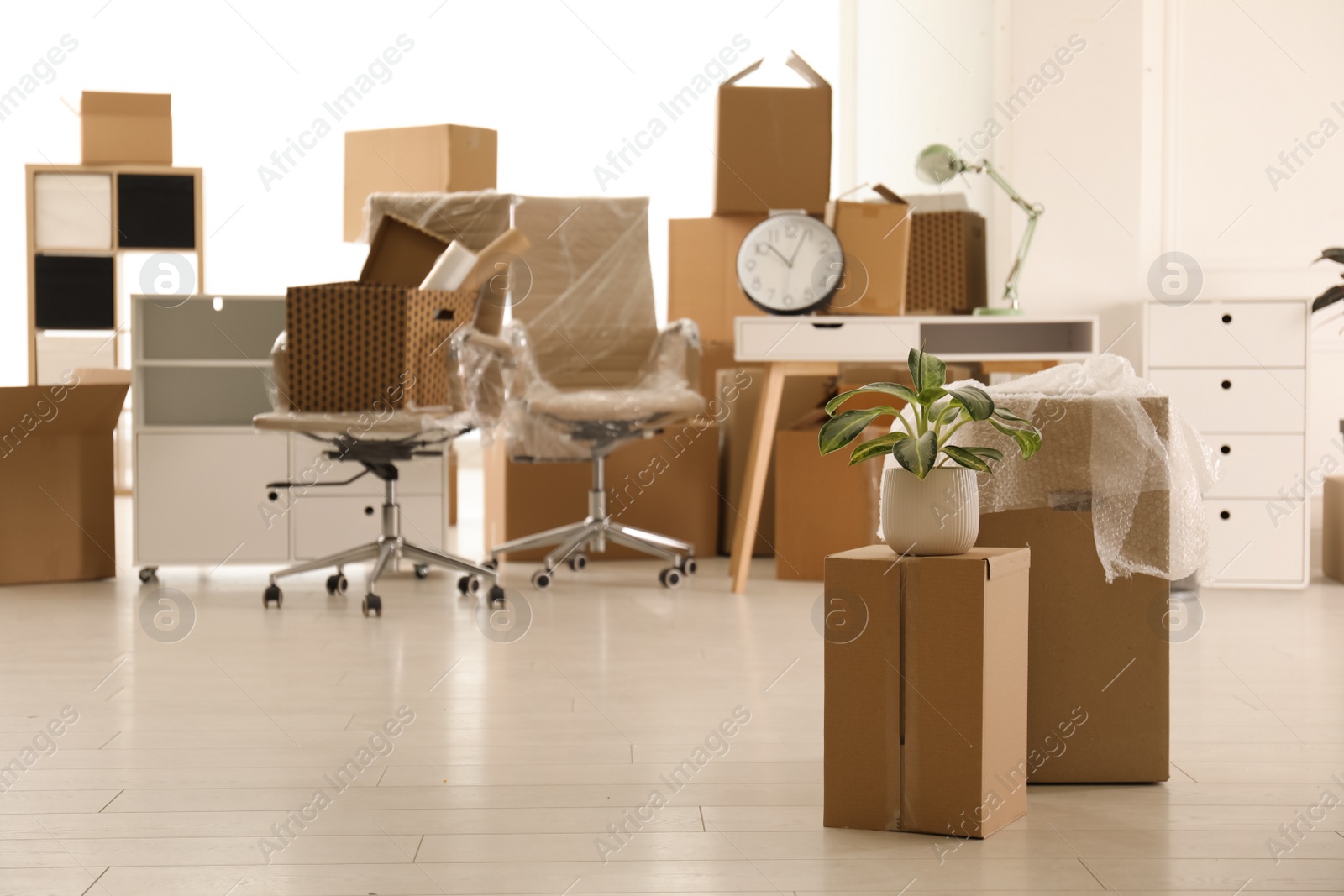 Photo of Cardboard boxes with houseplant in new office, space for text. Moving day