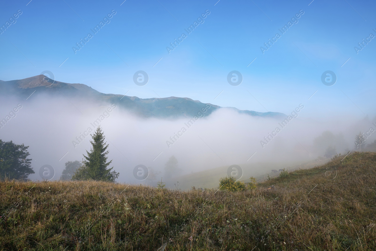 Photo of Trees growing on mountain hill in foggy morning