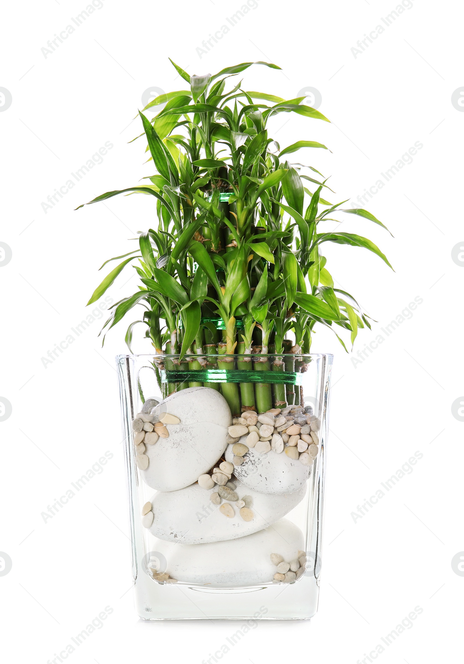 Photo of Green bamboo in transparent vase isolated on white