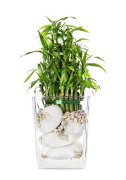 Photo of Green bamboo in transparent vase isolated on white