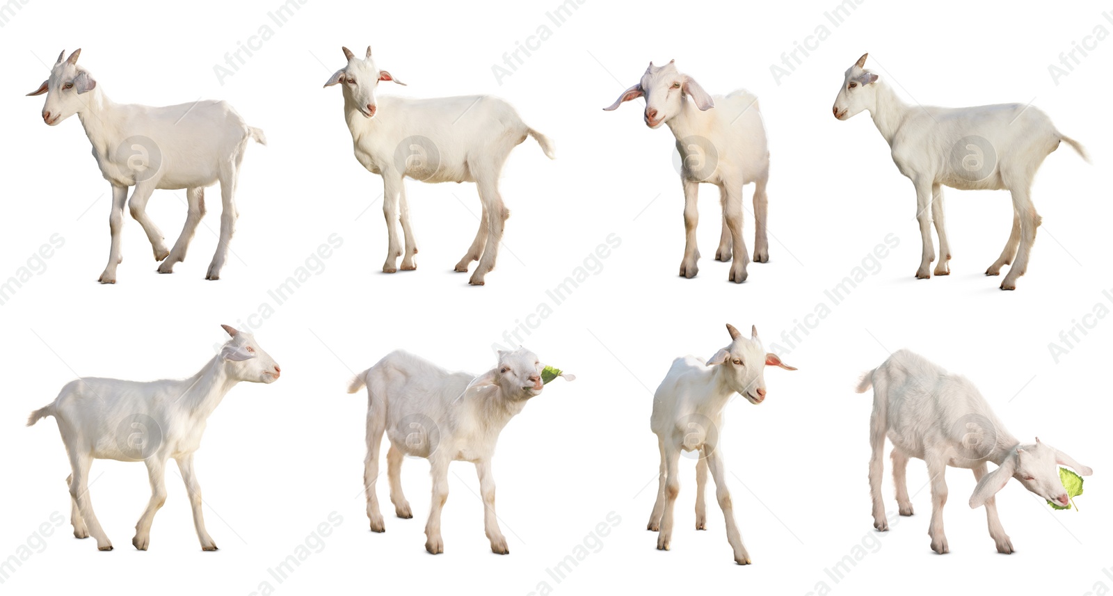 Image of Cute goats isolated on white. Farm animal