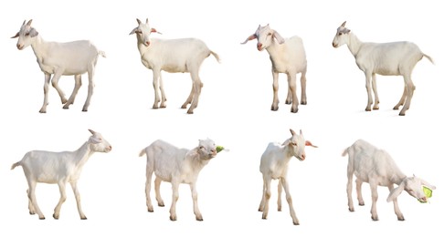 Image of Cute goats isolated on white. Farm animal