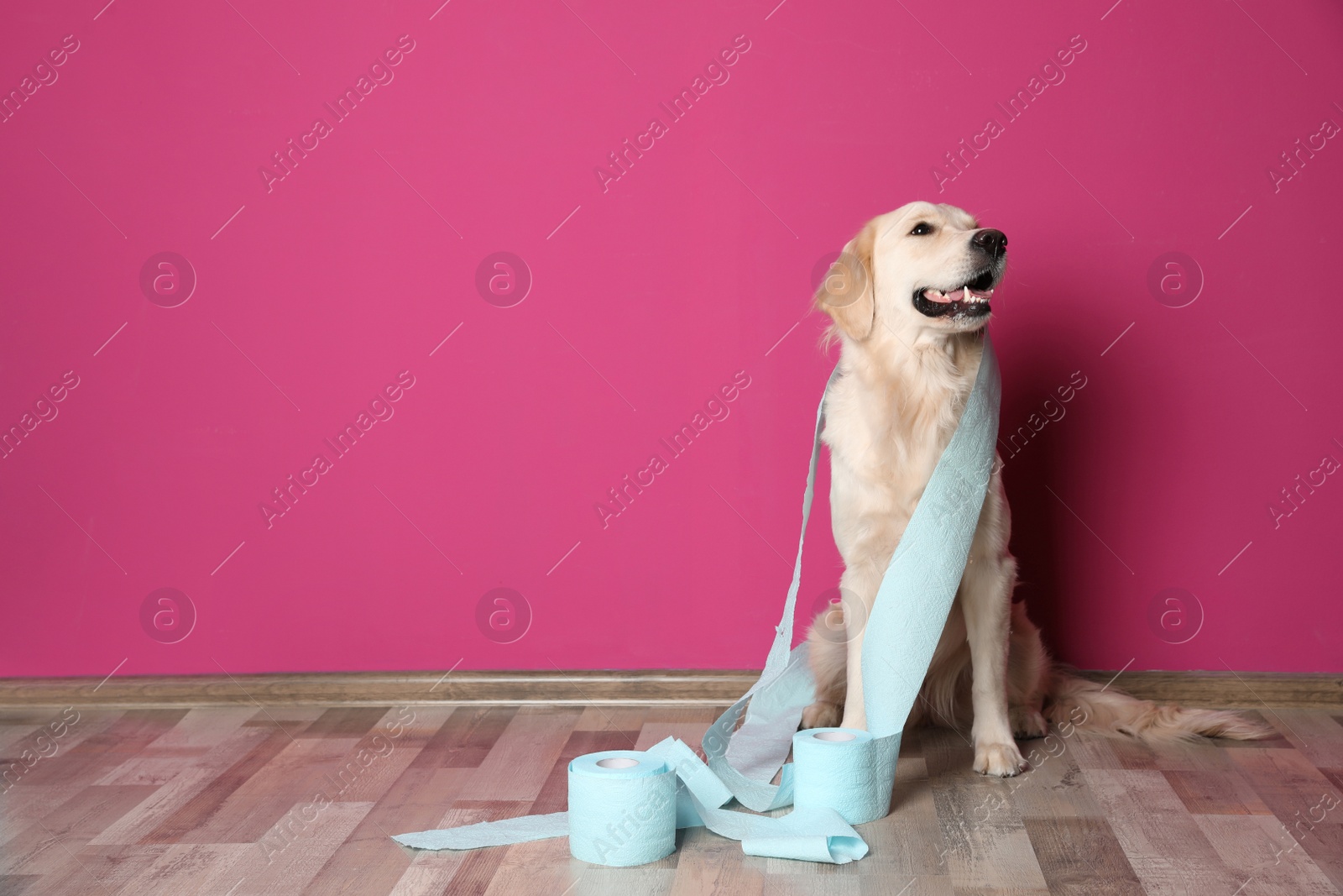 Photo of Cute dog playing with rolls of toilet paper on floor against color wall. Space for text