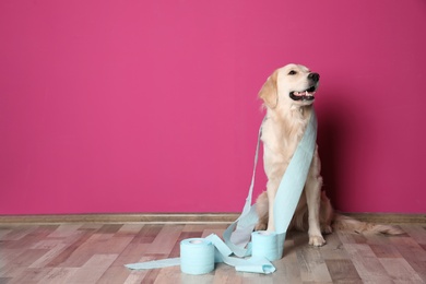 Photo of Cute dog playing with rolls of toilet paper on floor against color wall. Space for text