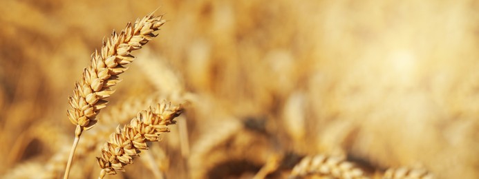 Image of Spikes of wheat in field, closeup view with space for text. Banner design