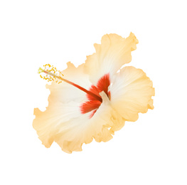 Beautiful tropical hibiscus flower isolated on white