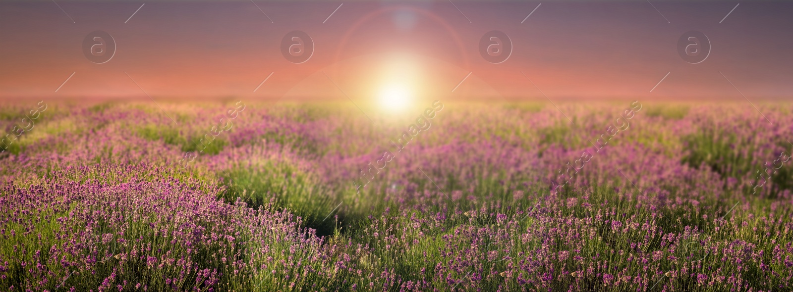 Image of Amazing lavender field at sunset, banner design