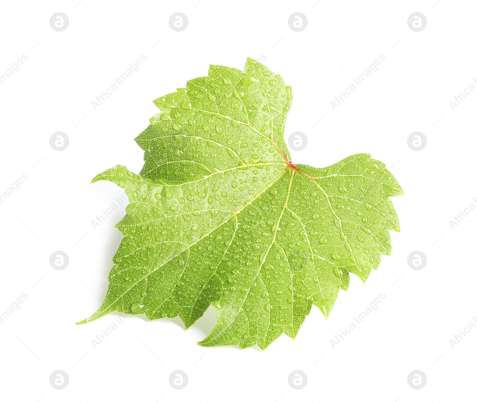 Photo of Fresh green grape leaf on white background