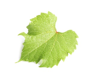 Fresh green grape leaf on white background